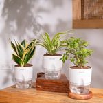 KYARI Combo of 3 - Lucky Jade, Spider & Golden Hahnii Snake Indoor Plants for Living Room | Live Plants | Plants with Green Self Watering Pot for Home | Air purifier plants for Home Decor