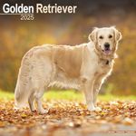 Golden Retriever 2025 Square Wall Calendar | Dog Breed Calendar: Original Avonside-Kalender [Mehrsprachig] [Kalender]