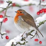 Charity Christmas Cards -Robin on Holly Branch - Eco-Friendly and Recyclable - Pack of 6 Cards - By Paper House