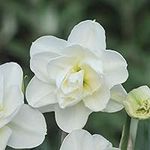 Daffodil Hardy Spring Bulbs Improved Highly Fragrant Ivory Double Flowers, Spring Garden Plant, Easy to Grow, 20 x Daffodil (Narcissus) Rose of May Improved Bulbs by Thompson & Morgan