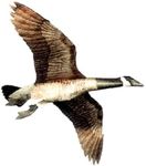 Jackite Inc. Canada Goose Flying Goose Decoy