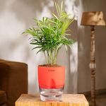 KYARI Chamaedorea palm Indoor Plants for Living Room | Live Plants | Plants with Red Self Watering Pot for Home | Air purifier plants | Plants for Home Decor | Plants for Garden & bedroom