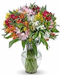 Benchmark Bouquets 25 stem Peruvian