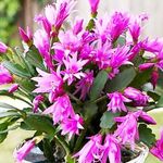 HariGuru Christmas Cactus Plant (PINK) Hybrid Height 6-12 Inch With Pot