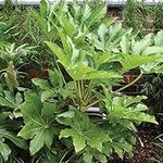 YouGarden Fatsia Japonica Japanese Aralia, Garden Ready, 40cm Tall in a 17cm Pot, Evergreen, Easy to Care for, Shade Loving Plants