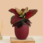 Greenkin Aglaonema Red Beauty Live Indoor Plant in Decorative Eco Pot | Air purifying Healthy Live Plant for Home, Office, Bedroom, Living Room, Bathroom (Red)