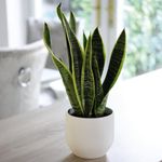 Sansevieria trifasciata - Mother-in-Law's Tongue Succulent Plant with Gold Variegated Edges | Easy Care Indoor Houseplant for Air Purification - 1x 19cm Pot Plant & incredifeed by Thompson & Morgan