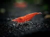Red Cherry Shrimp Juvenile - Live S