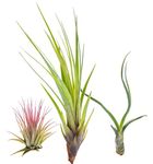 Tillandsia Air Plant Mix - 3 Popular BestSeller Species Air Plants - Indoor Live Airplant for House Vivarium Terrarium - No Soil Required