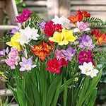 Freesia Bulbs,10 PCS Mixed Color Double Fragrant Flower Bulbs,Blooming Perennial Planting Flowers Set,Easy to Live Bulbs for Home Garden Flower Decoration