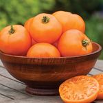 Burpee 'Orange Wellington' Hybrid, Orange Beefsteak Slicing Tomato, 65 Non-GMO Seeds