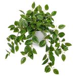 Arborus Artificial Plants Indoor Fake Potted Silk Plants Faux Watermelon Peperomia Draping Plant for Home Office Bathroom Shelf Cabinet Tabletop Decoration(Green - 1 Pack)