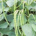 SRI SAI FORESTRY Organic Lobia Seeds Lobhia Cowpea beans Barbati Black eyed pea vegetable seeds Pack of 50 for Home Garden