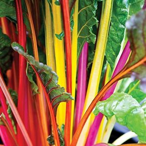 200 Bright Lights Chard Seeds for Planting 3+ Grams of Seeds Non GMO and Heirloom Survival Vegetable Garden Similar to Rainbow Mix Chard