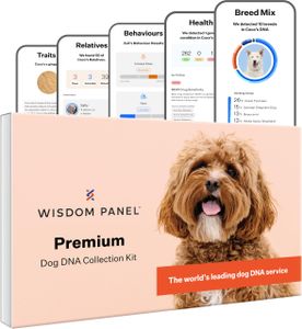Wisdom Panel Premium Dog DNA Test – Breed & Health Screening Kit