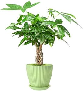 Money Tree Live Plants, 12-inch Tall Bonsai, Easy to Grow Houseplant, Indoor Bonsai Tree Potting in Plastic Pot with Soil, Home Office Decor, Birthday Housewarming Gift
