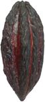Fresh Cacao Exotic Fruit from St Lucia | Cacao Pod/Chocolate Fruit | 1kg