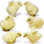 GMOZAN 6pcs Realistic Fake Easter Chicks Decor,Chirping Baby Chicks,Fake Chicken Figurine Easter Photo Props Photography,Easter Decorations for The Home