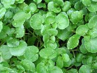 Garden Cress Seeds Lettuce Vegetable for Planting Organic Non GMO 500 Seeds