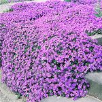 400 Pcs Ground Cover Creeping Thyme (PKD) Seeds-Thymus SERPYLLUM- -Magic Carpet-FL195