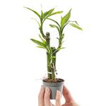 Baby Lucky Bamboo Plant - Dracaena Sanderiana Small Indoor Houseplant in 6cm Pot | for Home and Office | Grow Your Own Baby Plants