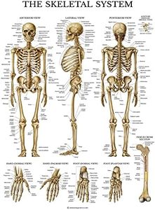 Palace Learning Skeletal System Anatomical Chart - LAMINATED - Human Skeleton Anatomy Poster (18 x 27)