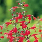 Park Seed Summer Jewel Red Salvia Flower Plant Seeds, Pack of 250