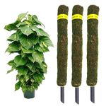 HN Organics Moss Stick 3 FT | Green Grass Pole for Plants Support | Moss Pole | Moss Stick | Moss Stick for Money Plant | Set of (2)