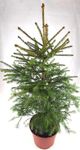 Real, Living Norway Spruce Christmas Tree 2-3ft (60-90cm) (Norway Spruce Tree)