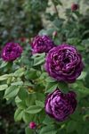 SVG® Climbing rose flower Seeds for your Home Gardening Pack of 70 to 60 seeds (PURPLE SHADE)