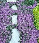 600 Seeds- Creeping Thyme Ground Cover Seeds-Thymus Serpyllum(UMR)- Magic Carpet-Attractive Low Maintenance Perennial Ground cover-pv196