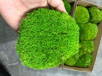 Preserved Pole Moss Pillow Moss Bun Moss Cushion Moss Natural Green Decorative Real (Green-B)(1.5 sq.ft.)