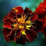 100pcs Dark Red Marigold Seeds Eye Catching Flowers Planted on The Outdoor Garden Terrace Create Fascinating Gardening Landscape