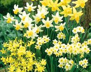 50 Mixed Miniature Daffodil/Narcissus Bulbs Dwarf Special Mixture Perennial