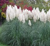 Outsidepride 2000 Seeds Perennial Cortaderia Selloana White Pampas Ornamental Grass Seed for Planting