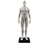 Mike Dental Male Human Anatomical Model Art Anatomical Figure White 11 Inch