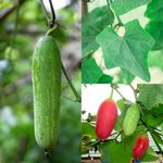 Floral Treasure Ivy Gourd/Kovakkai Climbing Vegetable Plant (Coccinia grandis, Hybrid) Exotic 1 Live Vegetable Plant