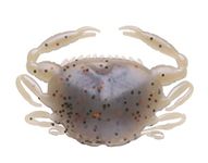 Berkley Gulp Saltwater Peeler Crabs - Molting - 5 Pk - 2 Inch