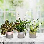 Air Purifying Indoor Plants, Mix of 3 House Plants in 12cm Pots, Peace Lily, Spider Plant, Prayer Plant, Real Plants to Grow in Your Office, Home, Perfect for Clean Air, Delivered Next Day