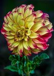 Gebdinsh Garden® Imported Dahlia Flower Bulbs For Gardening | Pack Of 2 Bulbs (Pink With Yellow)