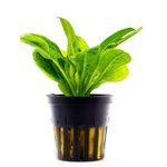 Premier Plants Tropica (Dwarf Amazon sword) Aquarium Live Plants