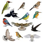 Articlings 12 Brilliant Bird Window Clings 11 Different Birds & 1 Owl - Non-adhesive Stickers - Quickly Decorate and Brighten your Windows