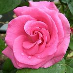 Heirloom Roses Nearly Thornless Rose Plant - Zéphirine Drouhin Pink Climbing Rose Bush, Bourbons Live Plant for Planting Outdoors