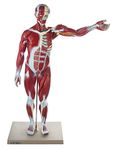 Labzio Human Muscular Figure Model (Male) - 27 Parts with Detailed Key Card, Anatomical Educational Model for Students, Teachers, and Healthcare Professionals