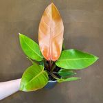 LITTLE JUNGLE Philodendron Prince Of Orange - Healthy Live Plant with White Pot, Air Purifying Plant, Indoor Plants for Living Room, Gifting, Bedroom, Garden, Balcony, Best Home Décor & Office Desk