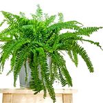 Royal Gardens Fern Live Plant (Green)