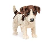 Folkmanis Puppets Jack Russell Terrier Dog Hand Puppet, White/Brown