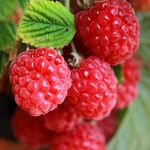 YouGarden Raspberry Bush 'Sweet Sunshine', Compact Patio Fruit Bush in 2L Pot, Grow Your Own Fruit, Garden Ready Fruit Bushes for Gardens, Perfect in Your Garden or Allotment Fresh Fruit