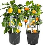 Lemon & Orange Tree Combo Fresh Live Indoor Citrus House Plants in 12 cm Pots