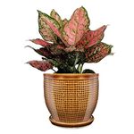 PLANTORI Plant Pot with Tray/Plate for Small Plants, Bonsai, Succulents, Cactus | Planter for Living Room (Brown, 1 Flower Pot Ceramic)(5 inches Pot for Home Decoration)